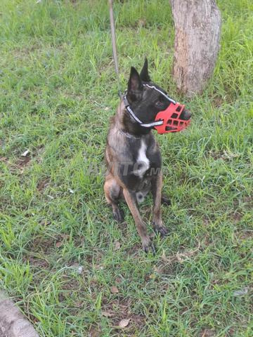 Mâle Malinois - 2