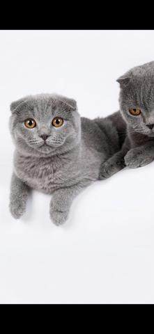 Mâle Scottish Fold - 2