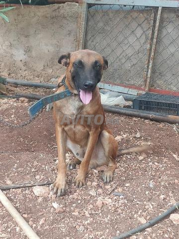 Berger Malinois à Fès - 2