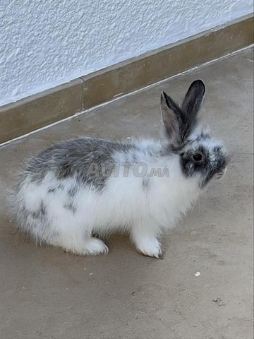 Lapin angora nain - 2