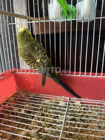 Deux oiseaux canaris à vendre (prix négociable) - 2