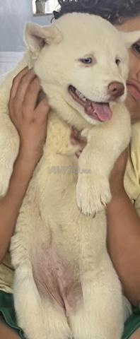 Husky à vendre - 2