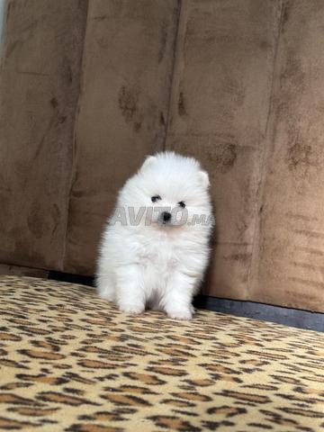 Spitz Pomeranian
