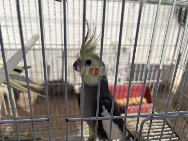 ✨ Callopsittes à vendre – Deux paires exceptionnelles ✨ - 2
