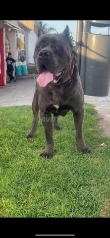 Vente chien de garde - 2