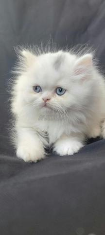 Chatonne Persan femelle chat pure - 2