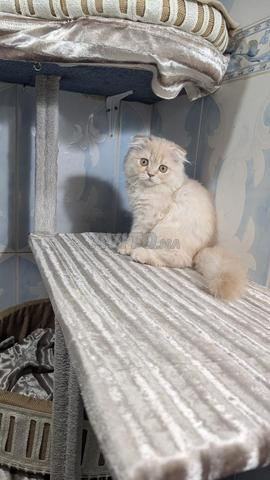 Scottish Fold - 2