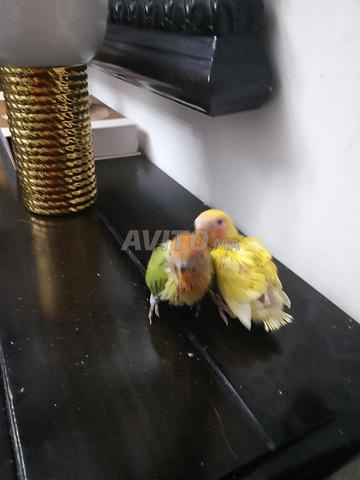 Oiseau Fischer bien dressé de 500 pour les deux