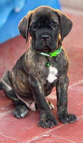 Chiot Cane corso pedigree - 2