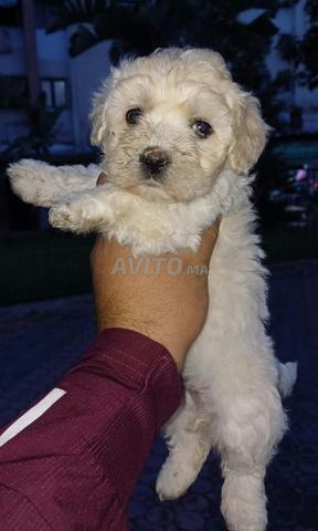 Chien Bichon Maltais - 2
