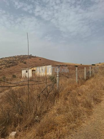 Terrain agricole titré à vendre près de Sidi Bettach – 3000 m² - 2