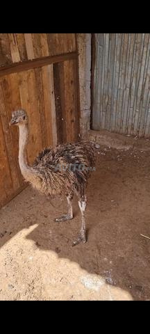 Poussins d'autruche africaine de 3 à 5 mois