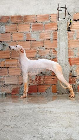 Chien de chasse
