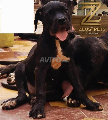 Mâle Cane Corso