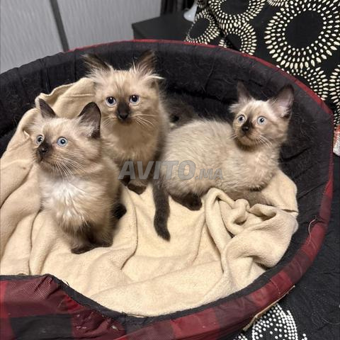 Cinq adorables chats - 2