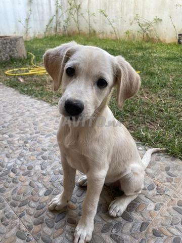 Chiot (Golden Retriever)