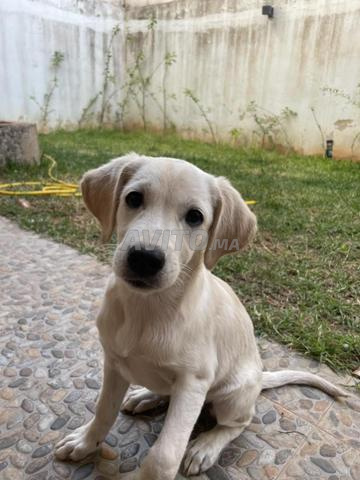 Chiot (Golden Retriever) - 2