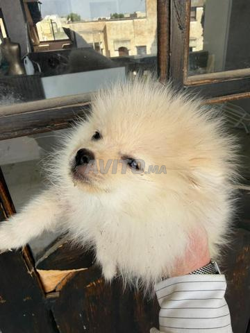 Spitz Pomeranian - 2
