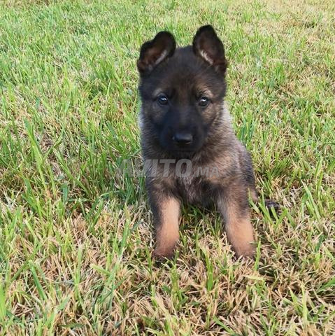 Chiens Berger Allemand Gris à vendre.