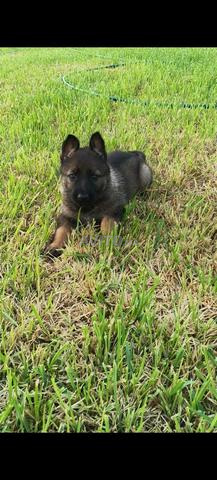 Chiens Berger Allemand Gris à vendre. - 2