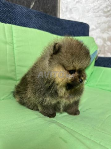 Spitz pomeranian pedigree - 2