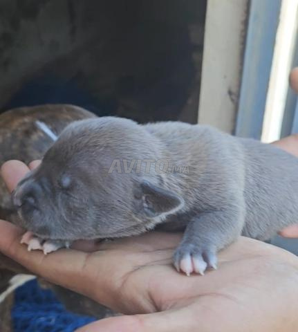 American Staffordshire Terrier à vendre - 2