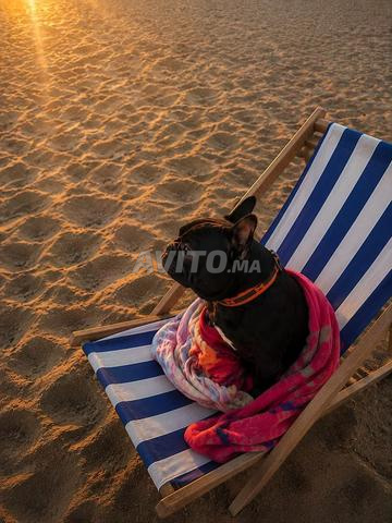 bouledogue francais  - 2