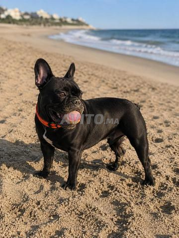bouledogue francais 