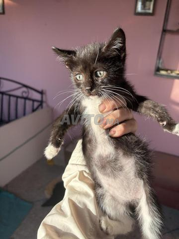 Chatons à adopter - 2
