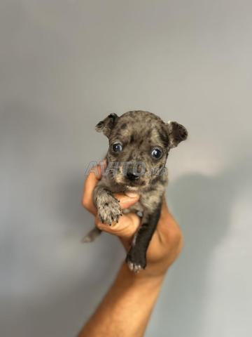 Chihuahua toy - 2