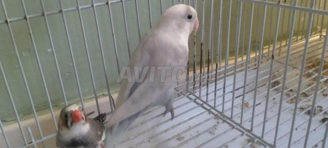 Deux oiseaux à vendre (Inséparable et Mandarin) - 2