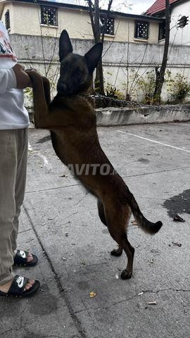 Chien Malinois - 2
