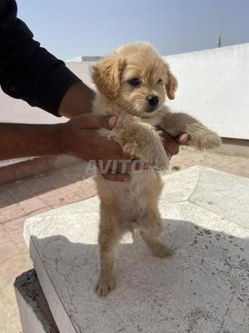 Caniche Bichon à vendre - 2