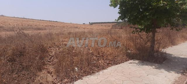 Hectare 5000m2 titre à vendre sur national Tiflet - 2