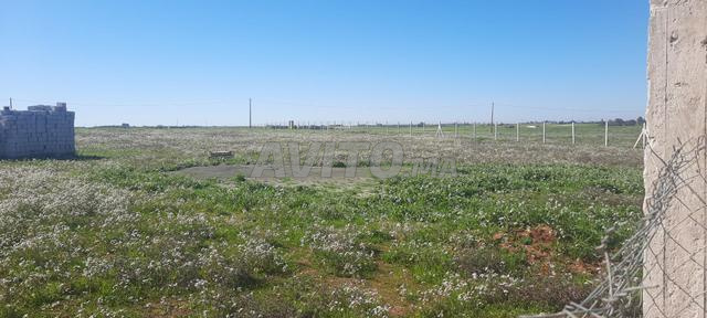 Terrain agricole 3 hectares à vendre Tiflet - 2