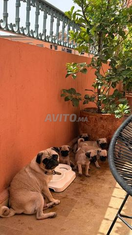 Chiot à vendre - 2