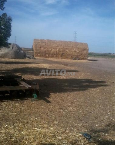 Terrain agricole irrigué par excellence, sol de type Tirs, à vendre
