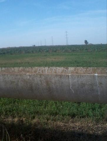 Terrain agricole irrigué par excellence, sol de type Tirs, à vendre - 2