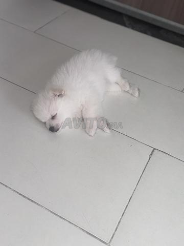 Spitz blanc - 2