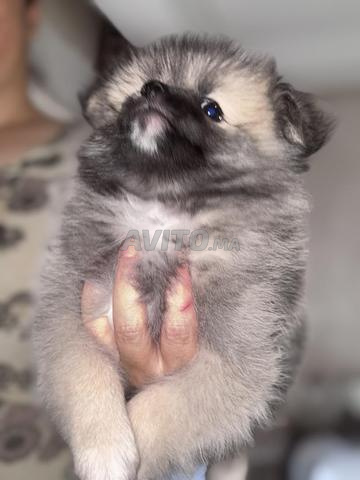 Spitz gris - 2