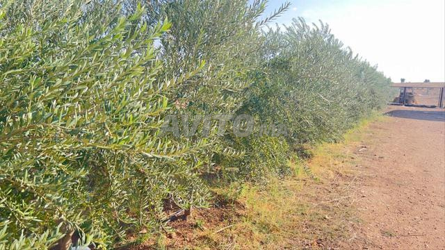 ضيعة فلاحية نواحي سيدي حجاح ولاد فارس - 2