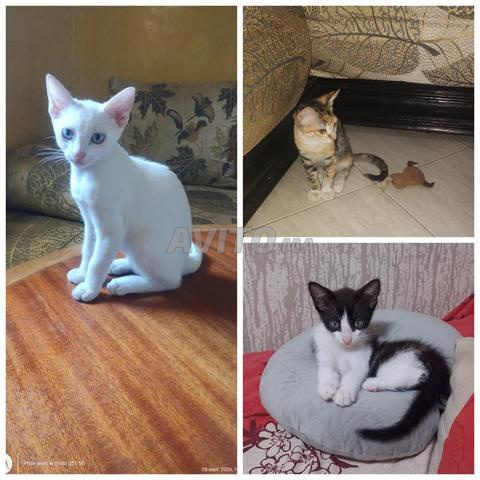Recherche d'une famille pour adopter mes chats