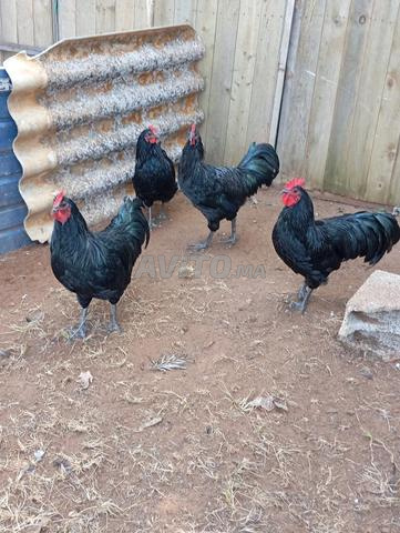 4 mâles Australorp purs disponibles, âgés de 5 mois et demi - 2