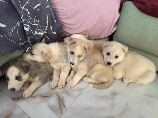 Chiots Husky Sibérien à vendre - 2