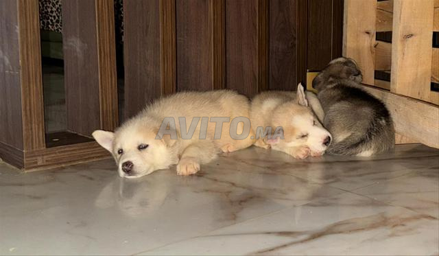 Chiots Husky Sibérien à vendre