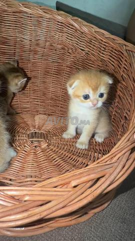 Chatons Scottish Fold pedigree - 2