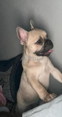 Bouledogue français - 2