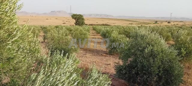 مزرعة زيتون للبيع عشرة هكتارات - 2