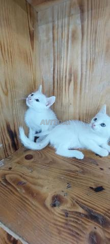Chats Angora et Siamois à vendre - 2