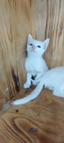 Chats Angora et Siamois - 2